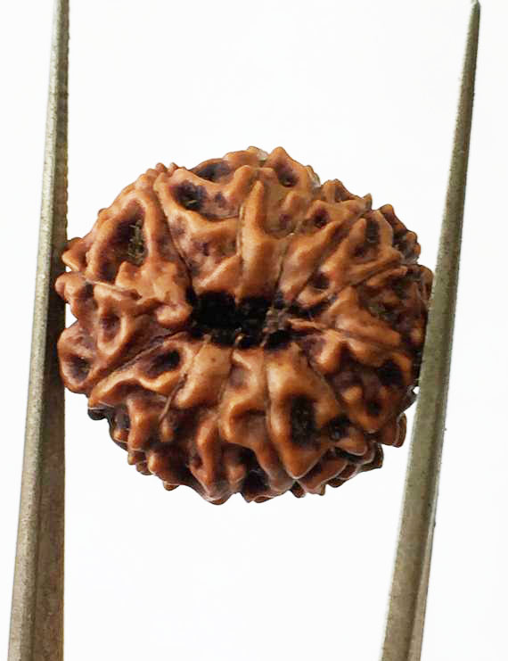 12 Mukhi Certified Indonesian Rudraksha Super Quality